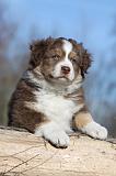 BERGER AUSTRALIEN PUPPIES 295